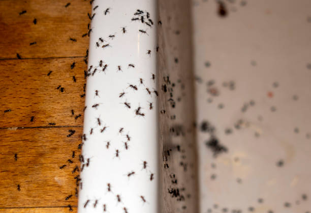 Flea Control Services in Algonac, MI