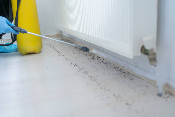 Best Rat Extermination Near Me  in Algonac, MI