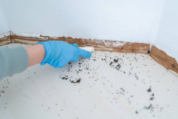 Best Affordable Pest Control Services  in Algonac, MI